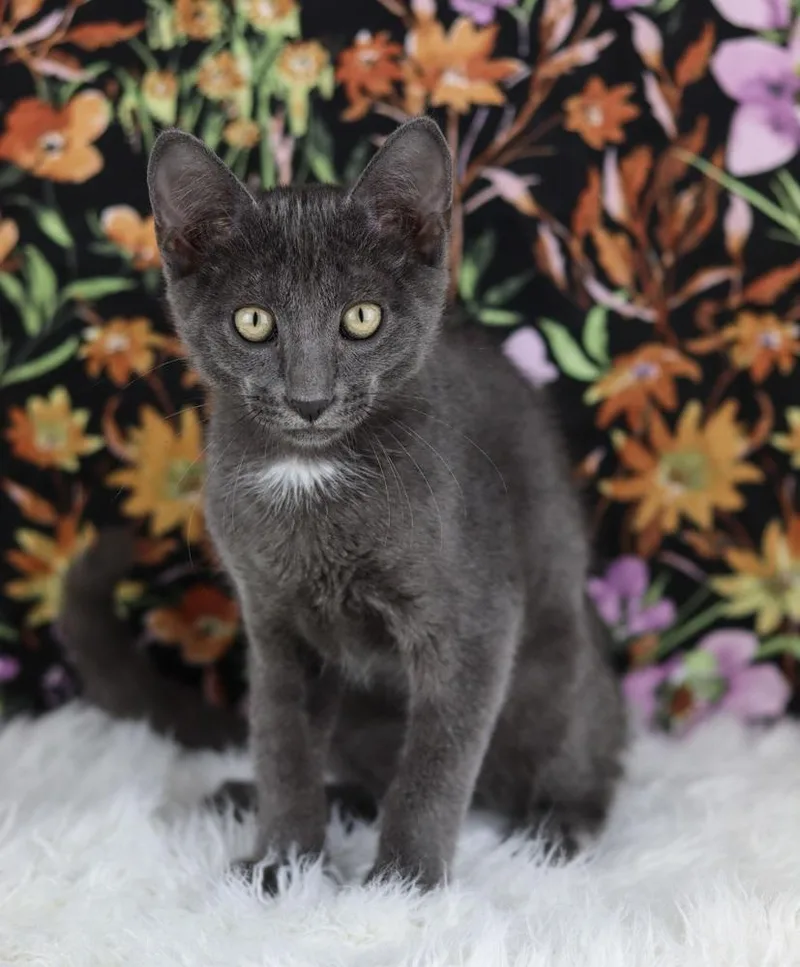A baby small-sized male Gray / Blue / Silver Domestic Short Hair cat named Instacart for adoption in Lewisburg, TN
