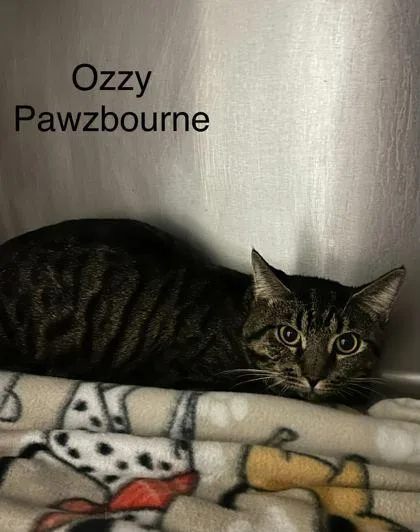 An adult small-sized male Domestic Short Hair cat named Ozzy Pawzbourne for adoption in Spruce Pine, NC