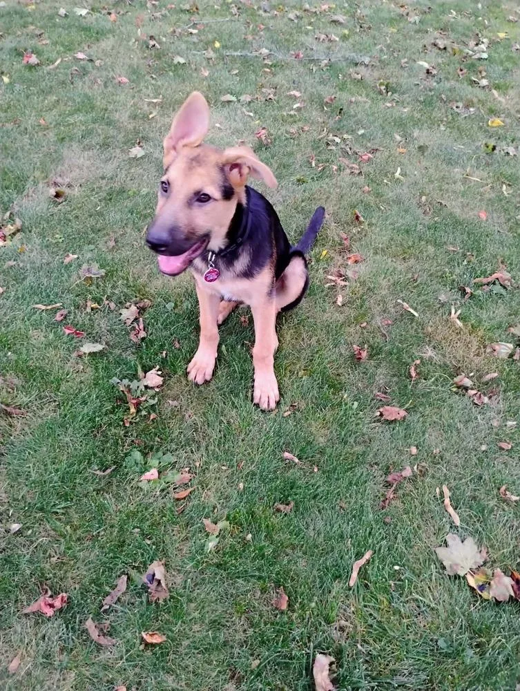 A baby medium-sized male Tricolor (Brown, Black, & White) Shepherd dog named Miles for adoption in Amherst, NY