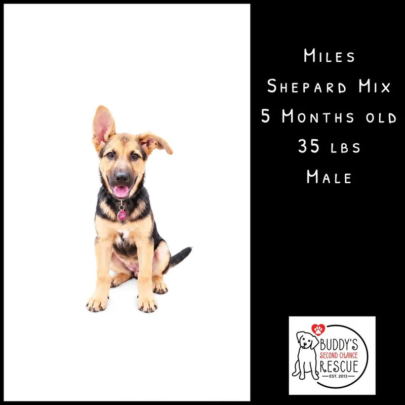 Miles thumbnail 5
