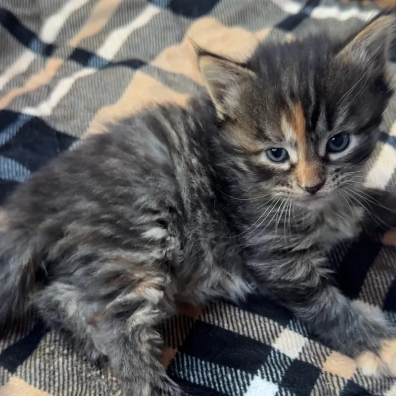 A baby small-sized female Torbie Domestic Medium Hair cat named Espresso for adoption in Naperville, IL