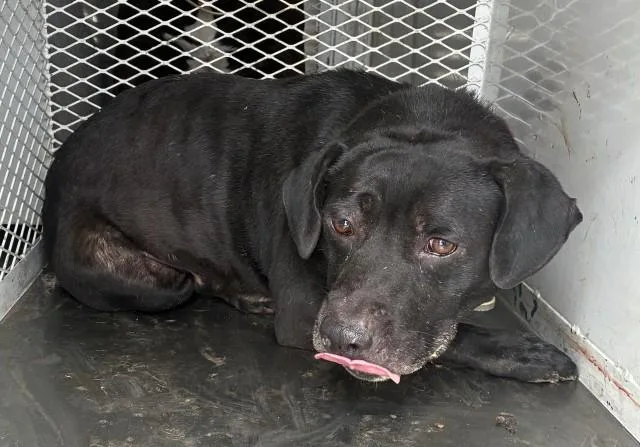 An adult medium-sized male Pit Bull Terrier dog named Stinky for adoption in Bakersfield, CA