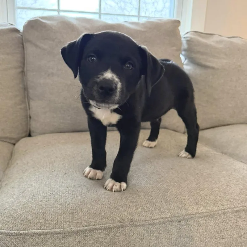 A baby small-sized male Black Mixed Breed dog named Frank for adoption in West Olive, MI