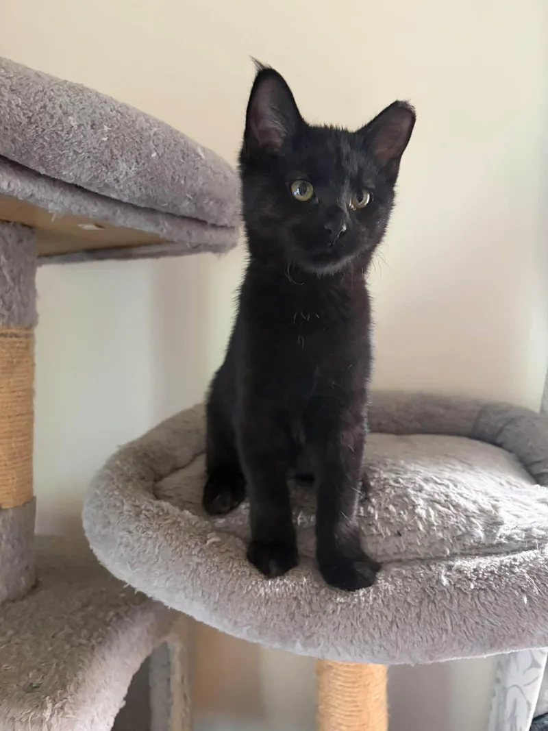 A baby medium-sized female Black Domestic Short Hair cat named Dusk for adoption in Cleveland, OH