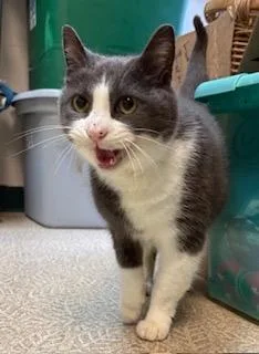 An adult medium-sized female Domestic Short Hair cat named Baby for adoption in Anderson, IN