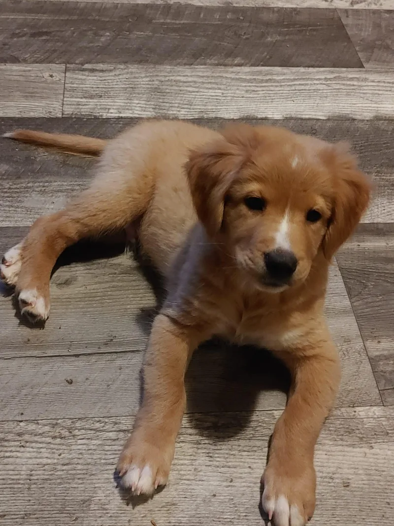 A baby medium-sized male Golden Retriever dog named Chicken for adoption in Zimmerman, MN