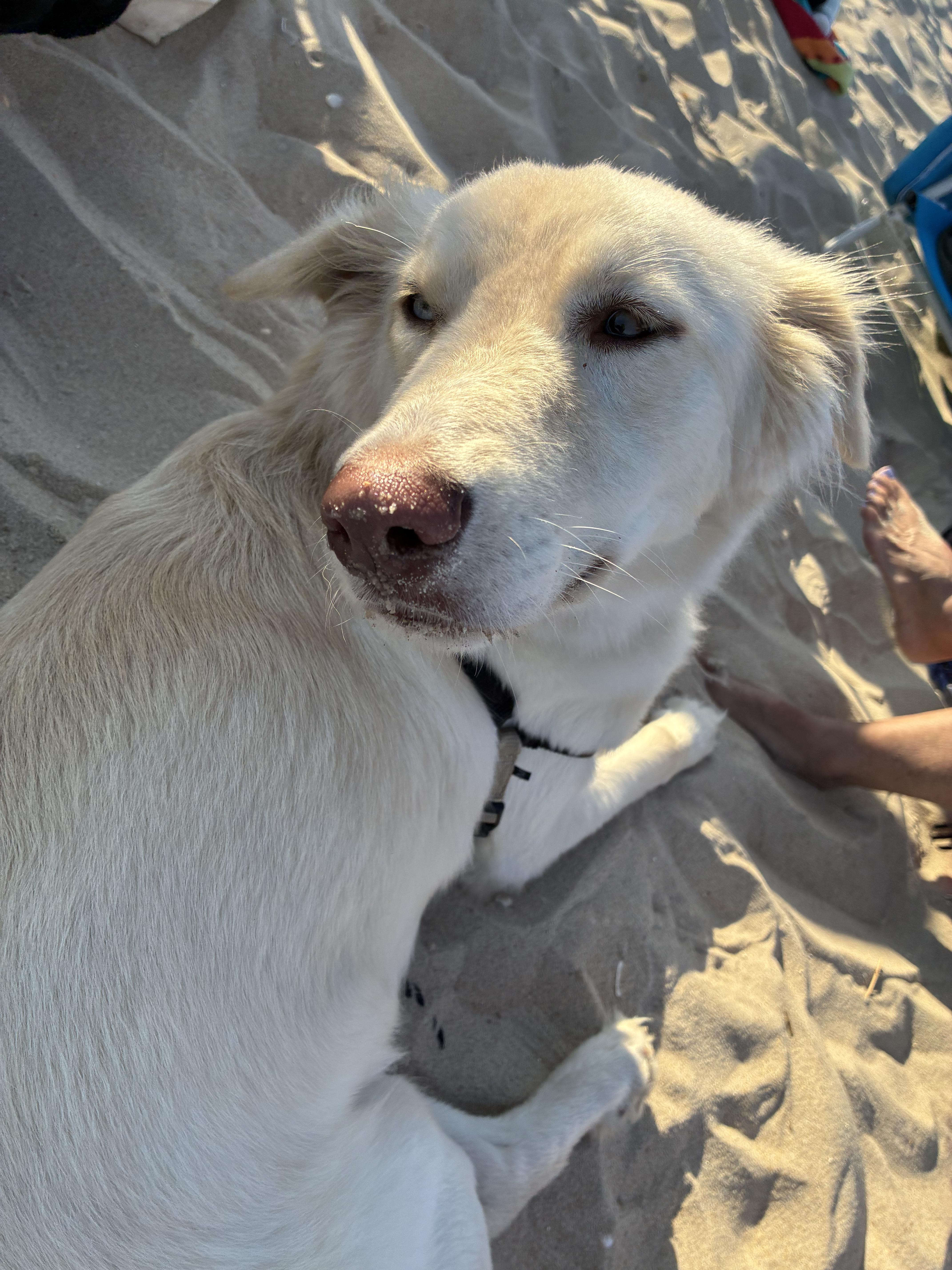 A young medium-sized female Yellow Labrador Retriever dog named Bird for adoption in Vernon, CT