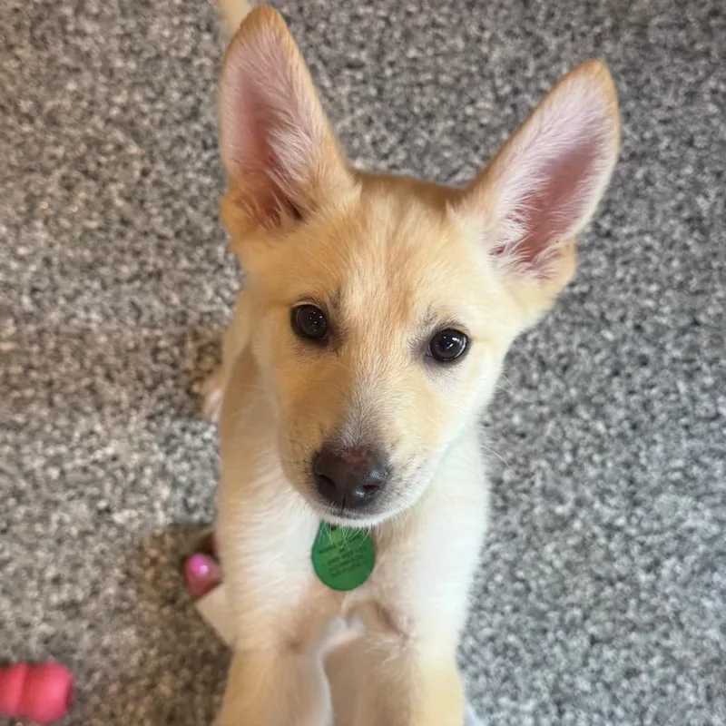 A baby small-sized female White / Cream Mixed Breed dog named Atari for adoption in Buffalo, MN