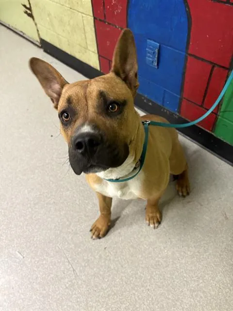 A young large-sized male Pit Bull Terrier dog named Robin for adoption in Indianapolis, IN