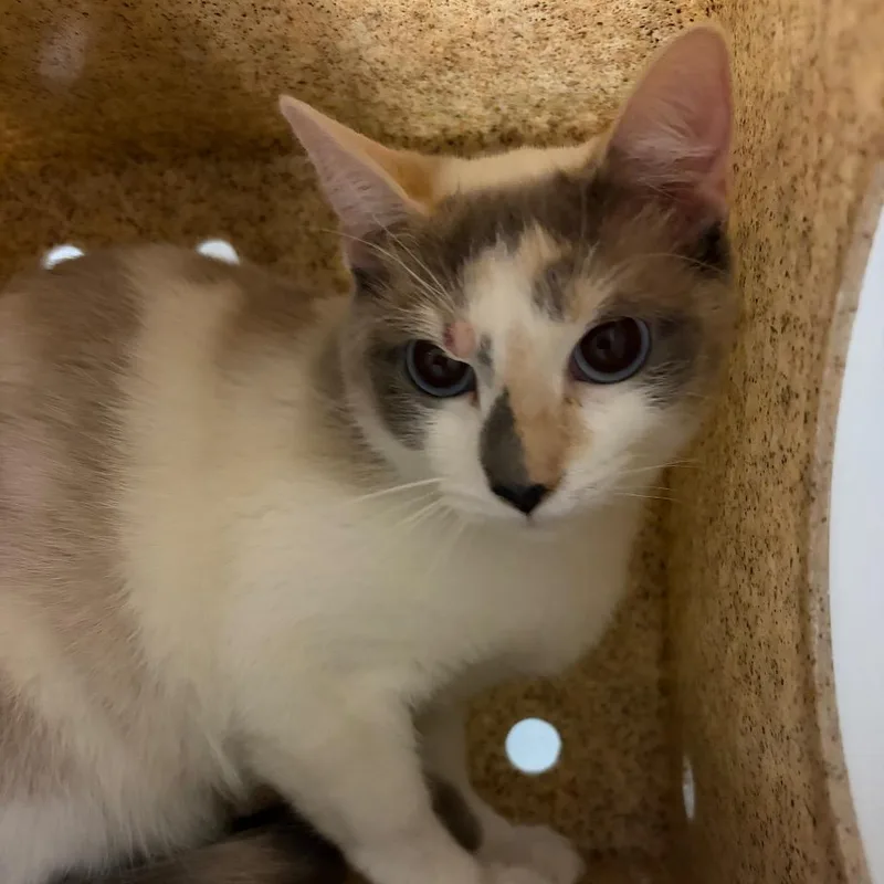A young medium-sized female Gray / Blue / Silver Domestic Short Hair cat named Cloud for adoption in Reno, NV