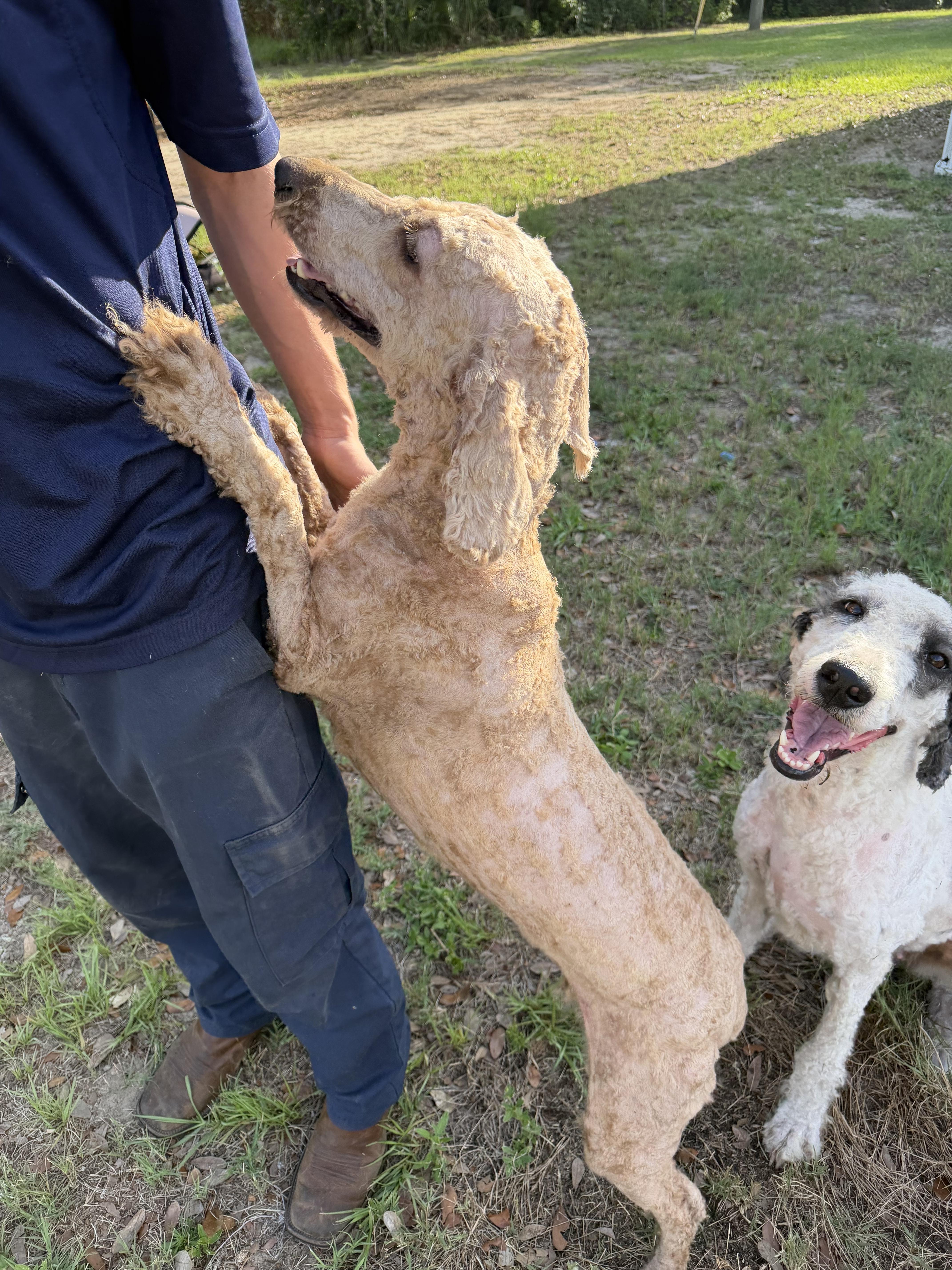 An adult large-sized female Apricot / Beige Goldendoodle dog named Minnie Bonded With Toodles for adoption in Tampa, FL