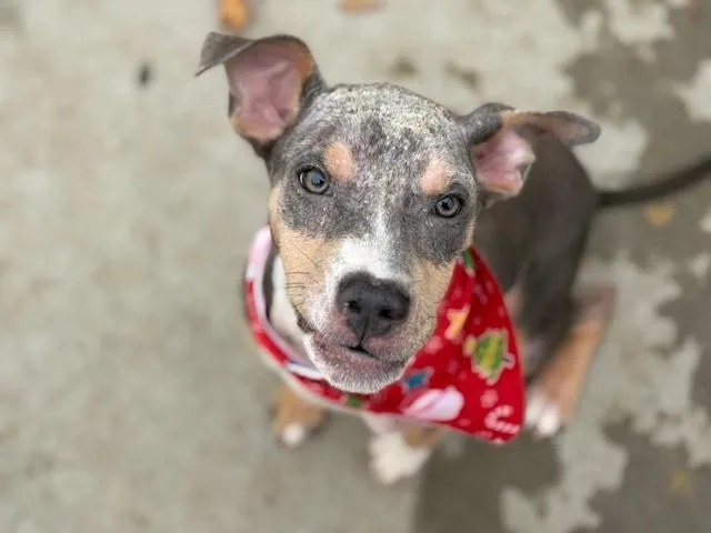 A young small-sized male Pit Bull Terrier dog named Dan for adoption in Tulsa, OK