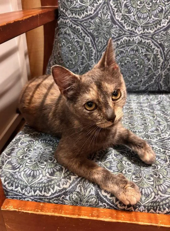 A young medium-sized female Domestic Short Hair cat named Pixie for adoption in Greenville, DE