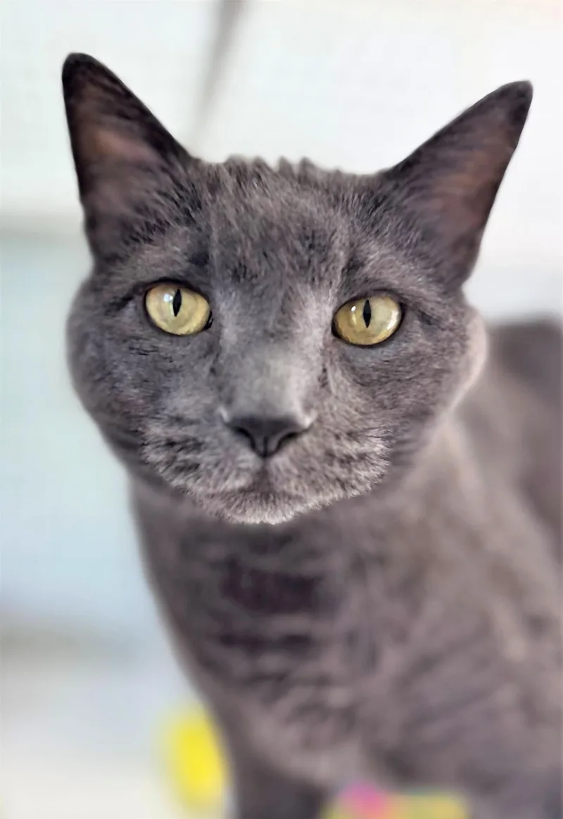 An adult medium-sized male Domestic Short Hair cat named Newton for adoption in Iowa City, IA