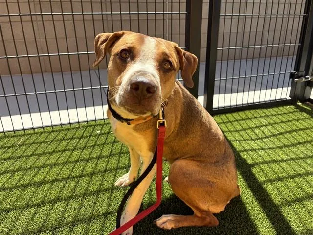 A young medium-sized female Labrador Retriever dog named Bailey for adoption in Mesa, AZ