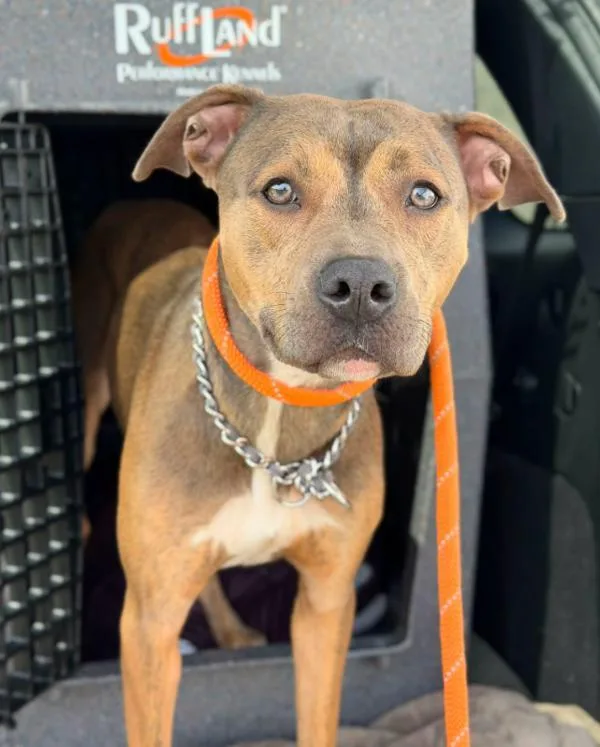 An adult medium-sized female Pit Bull Terrier dog named June Bug for adoption in Lancaster, OH