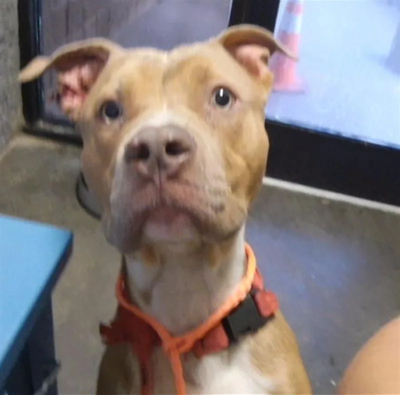 An adult medium-sized male Pit Bull Terrier dog named Oogie Boogy for adoption in Tulsa, OK