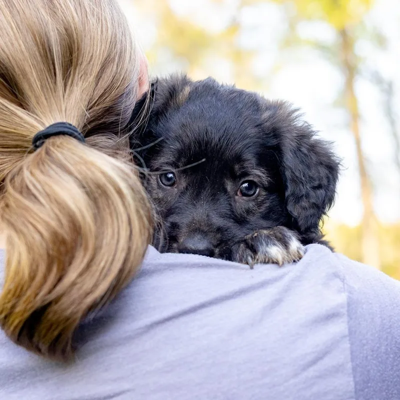 A baby medium-sized female Black Curly-Coated Retriever dog named Montyavail for adoption in West Grove, PA