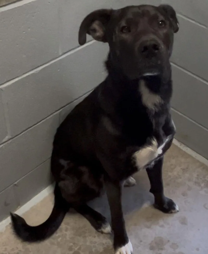 An adult large-sized male Mountain Cur dog named Atticus for adoption in Sistersville, WV