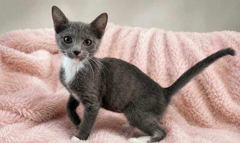 A baby medium-sized female Gray & White Domestic Short Hair cat named Milli Vanilli for adoption in Houston, TX