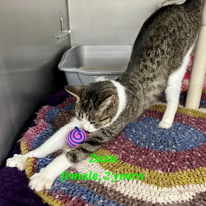 An adult medium-sized female Gray / Blue / Silver Domestic Short Hair cat named Zazu for adoption in Hamburg, NY
