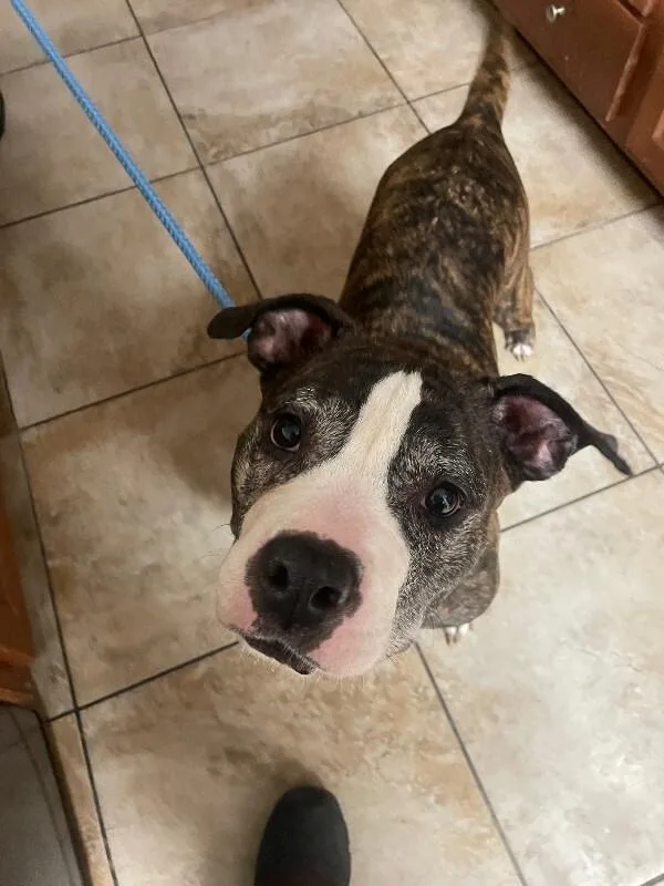 An adult large-sized female Brindle Mixed Breed dog named Bon Bon for adoption in Cincinnati, OH