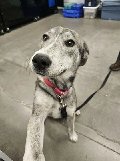An adult medium-sized female Husky dog named Ferris for adoption in Voorhees, NJ
