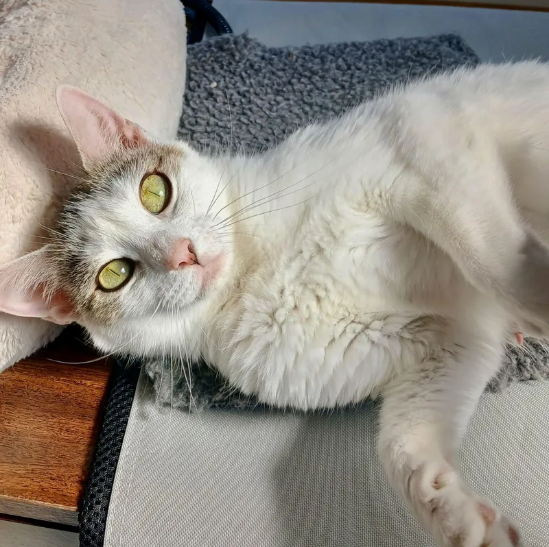 A young medium-sized female White Domestic Short Hair cat named Rhea for adoption in The Dalles, OR