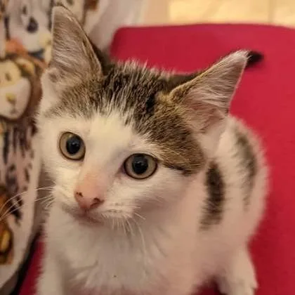An adult large-sized female White Domestic Short Hair cat named Bubbins for adoption in DeKalb, IL