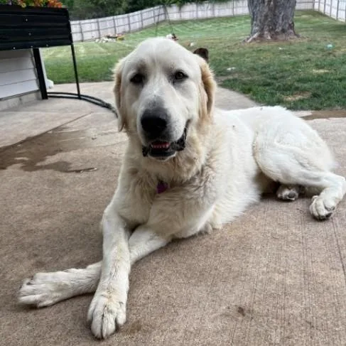 Buddy
