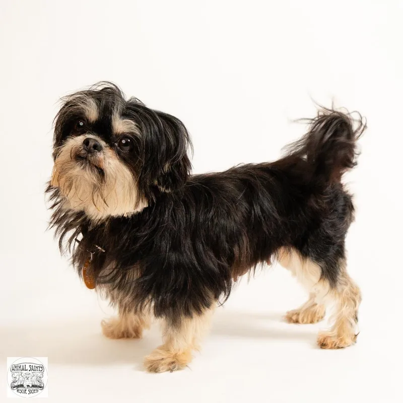 A young small-sized female Black Shih Tzu dog named Marigold for adoption in Fort Montgomery, NY