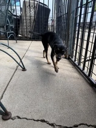 An adult small-sized male Black Miniature Pinscher dog named Sebastian for adoption in Plano, TX