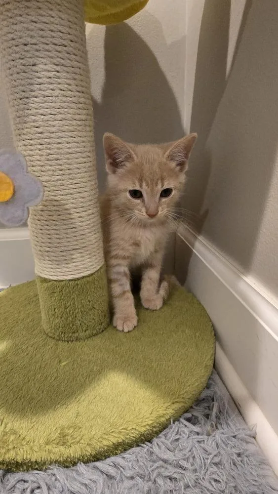 A baby medium-sized male Domestic Short Hair cat named Hawthorn for adoption in Clinton Township, MI