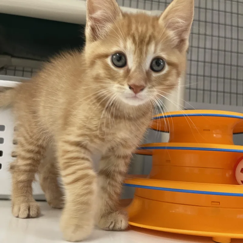 A baby medium-sized male Tabby (Orange / Red) Domestic Short Hair cat named Jack for adoption in Colonia, NJ