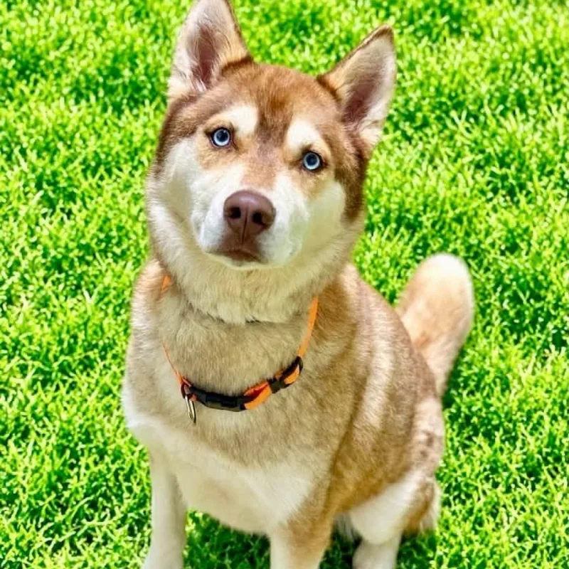 An adult large-sized male Husky dog named Banjo for adoption in Battle Creek, MI