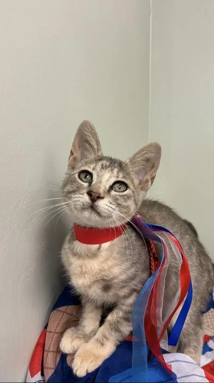 A baby medium-sized female Domestic Short Hair cat named Paris for adoption in Picayune, MS