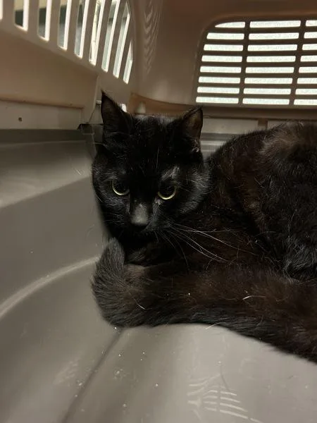 A young medium-sized male Domestic Short Hair cat named Sparrow for adoption in Virginia Beach, VA