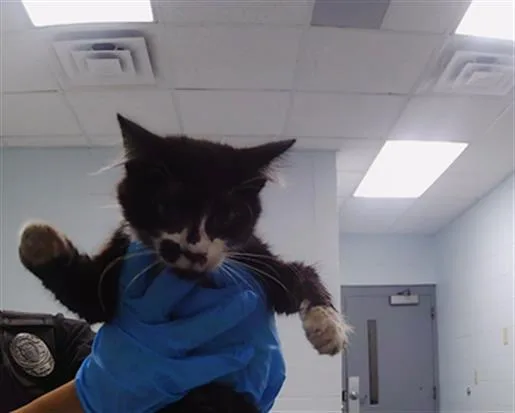 A baby small-sized female Domestic Long Hair cat named A for adoption in Charlotte, NC