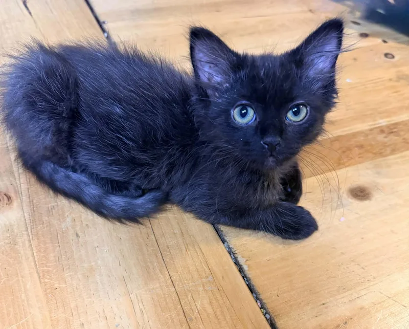 A baby medium-sized female Black Domestic Medium Hair cat named Curley for adoption in Greeley, CO