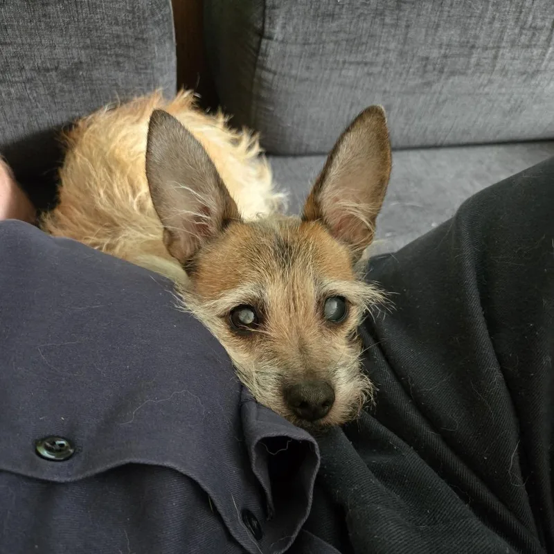 An adult small-sized female Yellow / Tan / Blond / Fawn Terrier dog named Tikka for adoption in Graham, WA