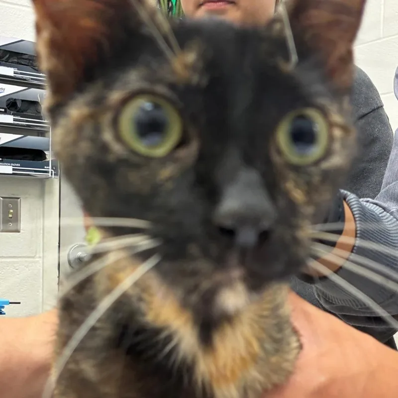 A young medium-sized female Tortoiseshell Domestic Short Hair cat named Florence for adoption in Corpus Christi, TX