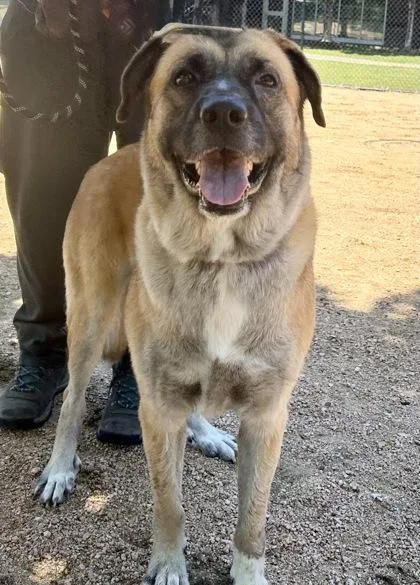 An adult large-sized female Golden Mixed Breed dog named Ranchera for adoption in Georgetown, TX