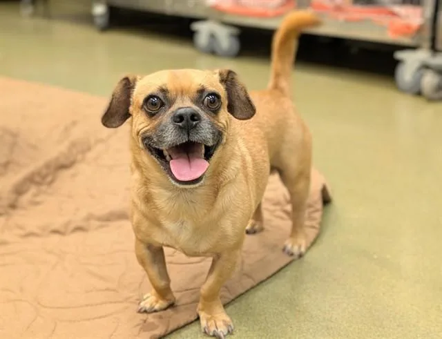 An adult small-sized male Pug dog named Murphy for adoption in Moreno Valley, CA