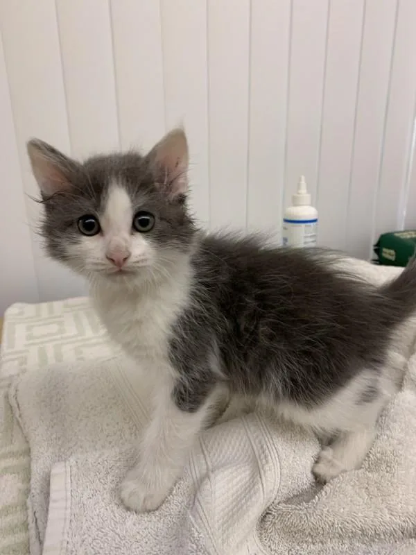 A baby small-sized male Domestic Medium Hair cat named RePete for adoption in Santa Rosa, CA