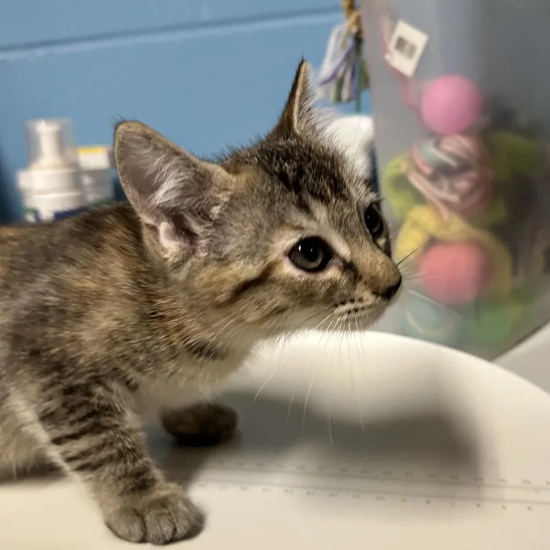 A baby small-sized female Brown / Chocolate Domestic Short Hair cat named Agnetha for adoption in Newport, NC