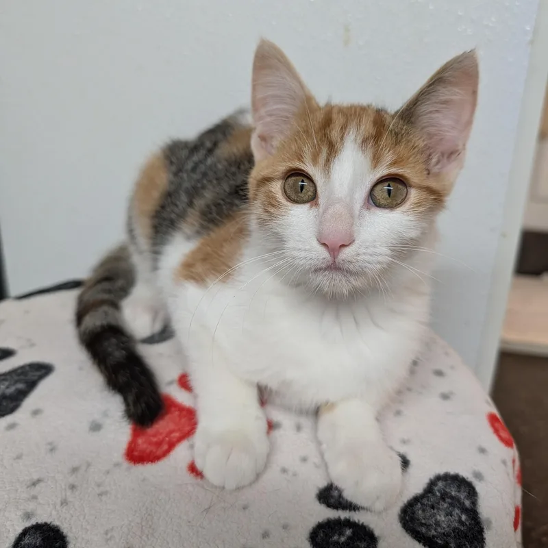 A baby small-sized female Calico Domestic Short Hair cat named Ravioli for adoption in Rochester, MN