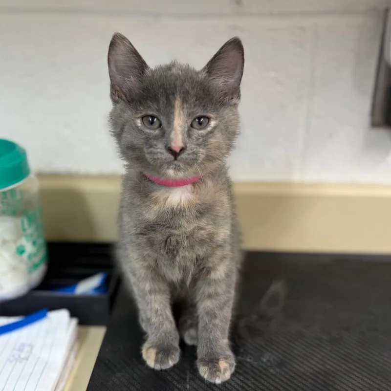 A baby small-sized female Domestic Short Hair cat named Princess for adoption in Ardmore, OK