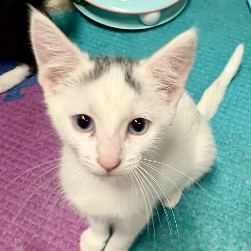 A baby medium-sized female White American Shorthair cat named Dot Khaleesi & for adoption in New York, NY
