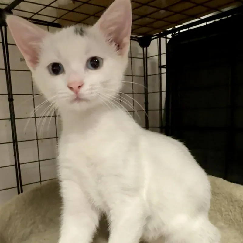 Dot  Khaleesi & thumbnail 2