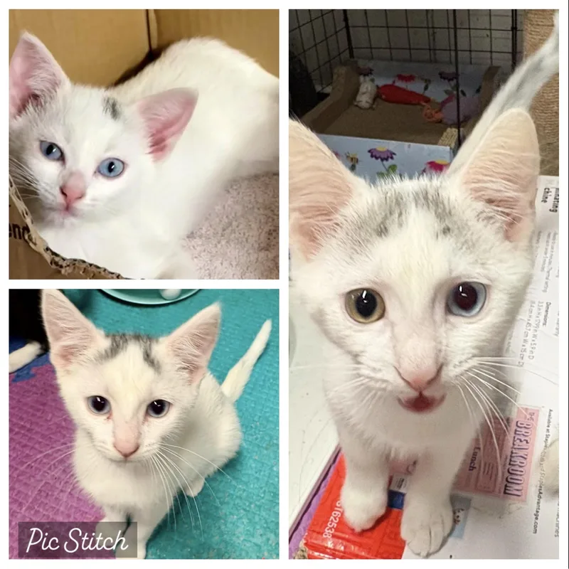Dot  Khaleesi & thumbnail 3